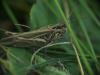 Chorthippus sp.